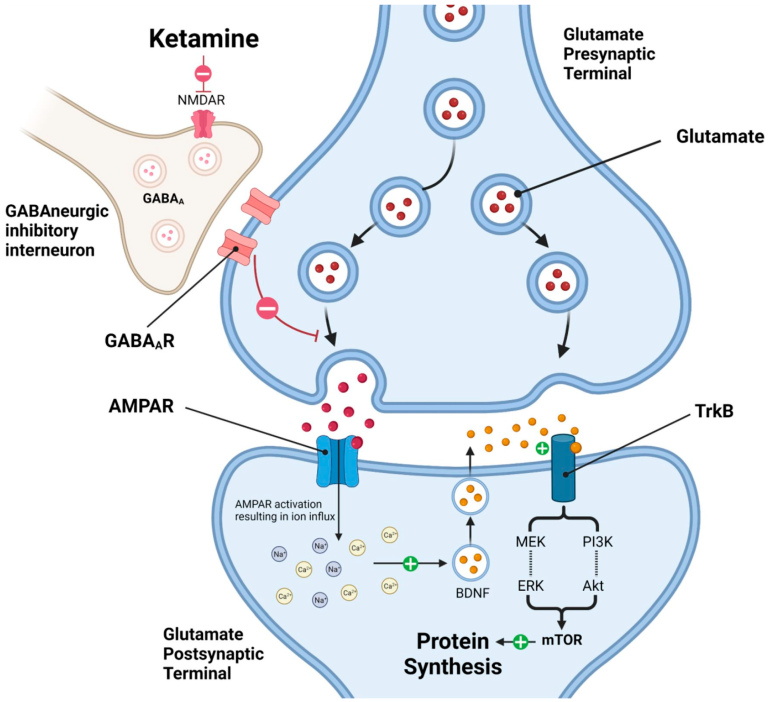 Ketamine effect on glumate system